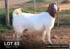 1X BOER GOAT FLOCK DOE ELIZNA NEL BOERBOKSTOET