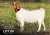 1X BOER GOAT STUD DOE ELIZNA NEL BOERBOKSTOET