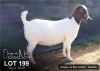 1X BOER GOAT FLOCK DOE ELIZNA NEL BOERBOKSTOET