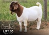 1X BOER GOAT STUD BUCK ELIZNA NEL BOERBOKSTOET