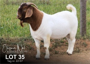 1X BOER GOAT STUD BUCK ELIZNA NEL BOERBOKSTOET