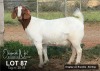 1X BOER GOAT FLOCK DOE ELIZNA NEL BOERBOKSTOET