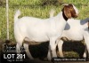 1X BOER GOAT FLOCK DOE ELIZNA NEL BOERBOKSTOET