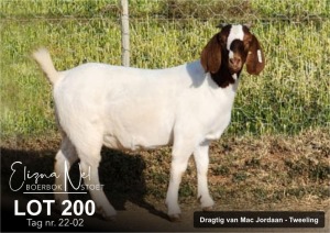 1X BOER GOAT FLOCK DOE ELIZNA NEL BOERBOKSTOET