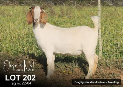 1X BOER GOAT FLOCK DOE ELIZNA NEL BOERBOKSTOET