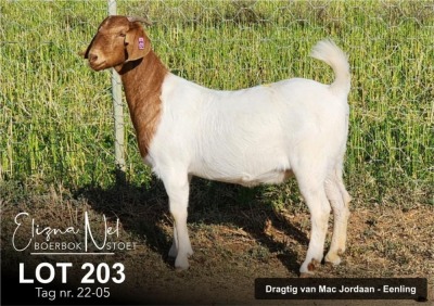 1X BOER GOAT FLOCK DOE ELIZNA NEL BOERBOKSTOET