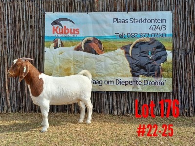 1X BOER GOAT FLOCK DOE KUBUS BOERBOKSTOET