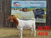 1X BOER GOAT STUD DOE KUBUS BOERBOKSTOET