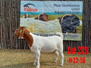 1X BOER GOAT STUD DOE KUBUS BOERBOKSTOET