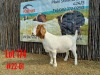 1X BOER GOAT FLOCK DOE KUBUS BOERBOKSTOET