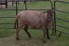 1X OOI/EWE B3 Genetics - Charles Freeme - 074 207 0007 (Highest Bidder may choose A, B or C of Lot round or take all - Pay per piece. Choice once per Lot round, Rest to take all) - 3