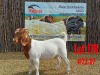 1X BOER GOAT STUD DOE KUBUS BOERBOKSTOET