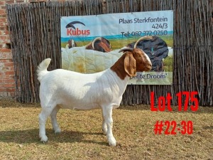 1X BOER GOAT FLOCK DOE KUBUS BOERBOKSTOET