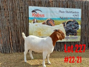 WITHDRAWN - 1X BOER GOAT DOE KUBUS BOERBOKSTOET