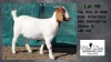 1X BOER GOAT STUD DOE MON DESIR BOERGOAT STUD