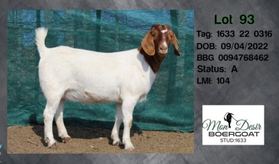 1X BOER GOAT FLOCK DOE MON DESIR BOERGOAT STUD