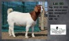 1X BOER GOAT DOE MON DESIR BOERGOAT STUD