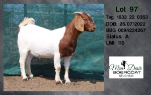 WITHDRAWN - 1X BOER GOAT DOE MON DESIR BOERGOAT STUD