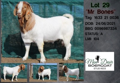 1X BOER GOAT FLOCK BUCK MON DESIR BOERGOAT STUD