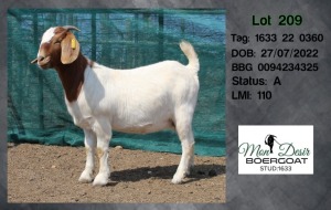 1X BOER GOAT DOE MON DESIR BOERGOAT STUD