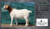 1X BOER GOAT DOE MON DESIR BOERGOAT STUD