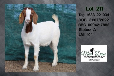 1X BOER GOAT FLOCK DOE MON DESIR BOERGOAT STUD