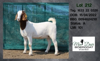 1X BOER GOAT DOE MON DESIR BOERGOAT STUD