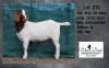 1X BOER GOAT FLOCK DOE MON DESIR BOERGOAT STUD