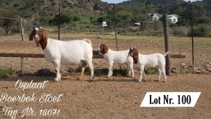 1X BOER GOAT FLOCK DOE OSPLAAT BOERBOKSTOET