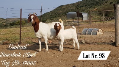 1X BOER GOAT STUD DOE OSPLAAT BOERBOKSTOET