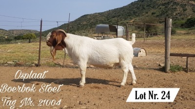 1X BOER GOAT FLOCK BUCK OSPLAAT BOERBOKSTOET