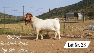 1X BOER GOAT FLOCK BUCK OSPLAAT BOERBOKSTOET