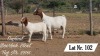 1X BOER GOAT FLOCK DOE OSPLAAT BOERBOKSTOET