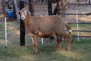 1X OOI/EWE B3 Genetics - Charles Freeme - 074 207 0007