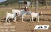 1X BOER GOAT FLOCK DOE OSPLAAT BOERBOKSTOET