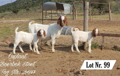 1X BOER GOAT FLOCK DOE OSPLAAT BOERBOKSTOET