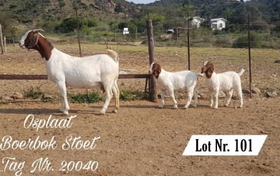 1X BOER GOAT FLOCK DOE OSPLAAT BOERBOKSTOET