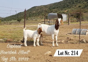 WITHDRAWN - 1X BOER GOAT DOE OSPLAAT BOERBOKSTOET