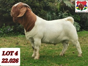 1X BOER GOAT FLOCK BUCK PAARDEFONTEIN