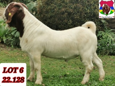 1X BOER GOAT FLOCK BUCK PAARDEFONTEIN