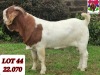 1X BOER GOAT FLOCK BUCK PAARDEFONTEIN