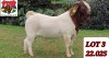 1X BOER GOAT FLOCK BUCK PAARDEFONTEIN