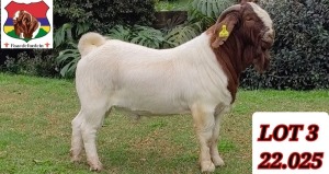 1X BOER GOAT FLOCK BUCK PAARDEFONTEIN