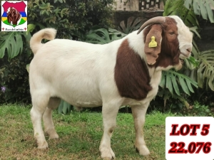 1X BOER GOAT FLOCK BUCK PAARDEFONTEIN