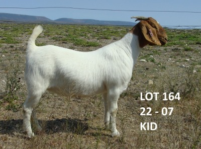 1X BOER GOAT STUD DOE PIETER & VANESSA STRYDOM