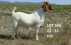 WITHDRAWN - 1X BOER GOAT DOE PIETER & VANESSA STRYDOM