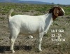 1X BOER GOAT STUD DOE PIETER & VANESSA STRYDOM