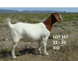 1X BOER GOAT FLOCK DOE PIETER & VANESSA STRYDOM