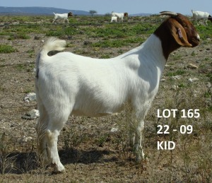 1X BOER GOAT STUD DOE PIETER & VANESSA STRYDOM