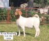 1X BOER GOAT STUD DOE GARSLAND BOERDERY